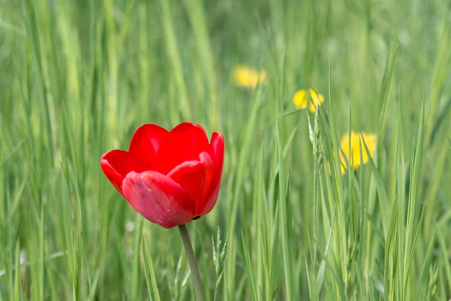 tulip, blossom, bloom, spring, flower, red, plant, early bloomer HD wallpaper