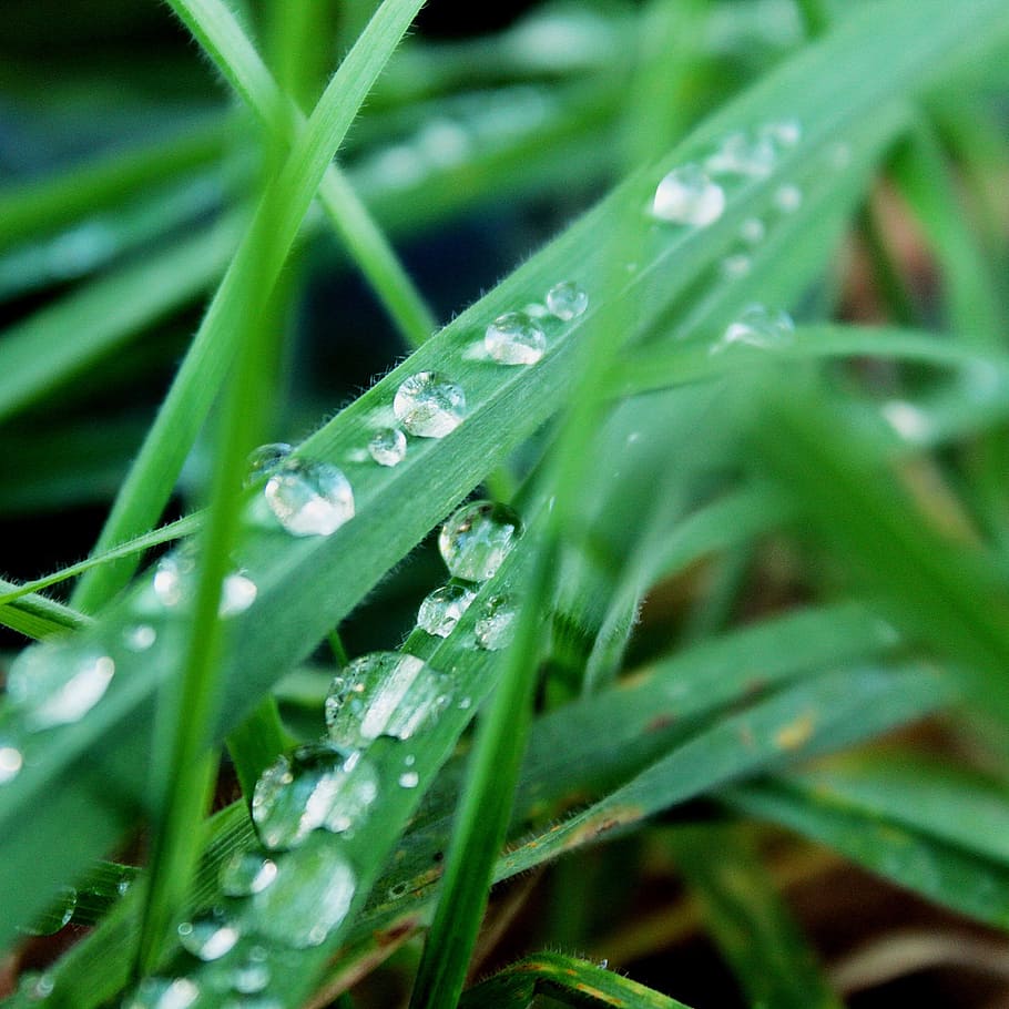 grass, green, raindrop, drip, close, nature, meadow, plant HD wallpaper
