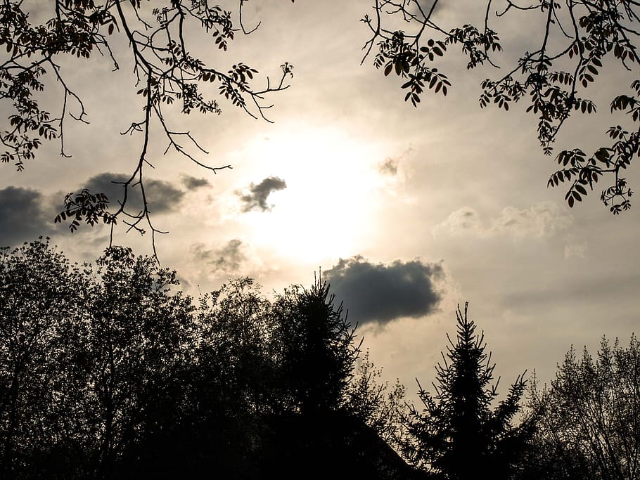 sunset, dusk, trees, plant, sky, beauty in nature, cloud - sky HD wallpaper