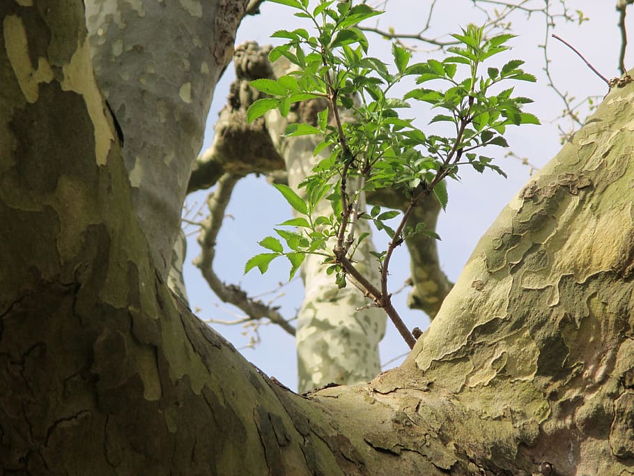 plane, tree, log, bark, boy shoots, plant, mammal, animal, animal themes HD wallpaper
