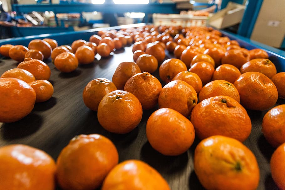 orange, production, packing, work, food and drink, freshness HD wallpaper