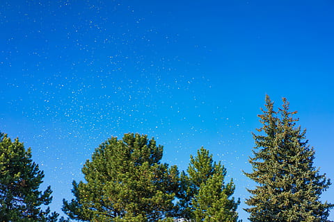 Yellow Festival Confetti Above the Trees, blue, cloudless, day HD wallpaper