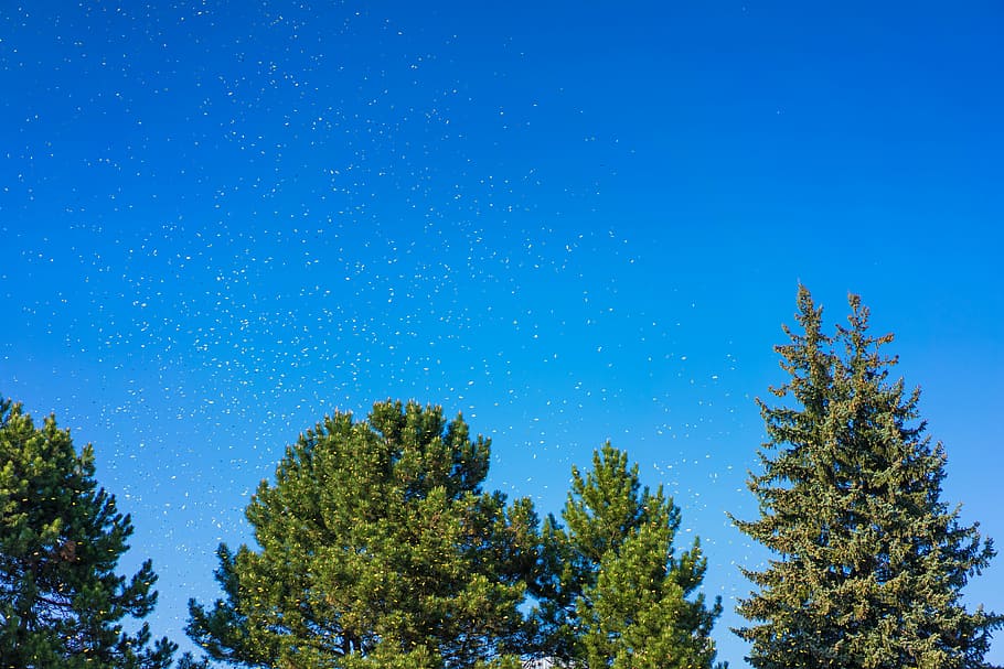 Yellow Festival Confetti Above the Trees, blue, cloudless, day HD wallpaper