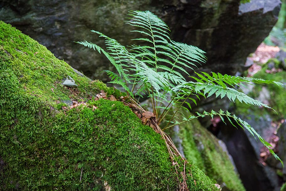 fern, forest, moss, green, forest plant, growth, green color HD wallpaper