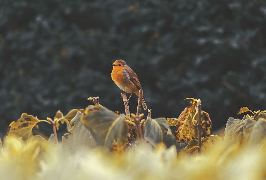 brown bird on top of green leafed plant, short-beak brown bird perched on tree twig during daytime HD wallpaper