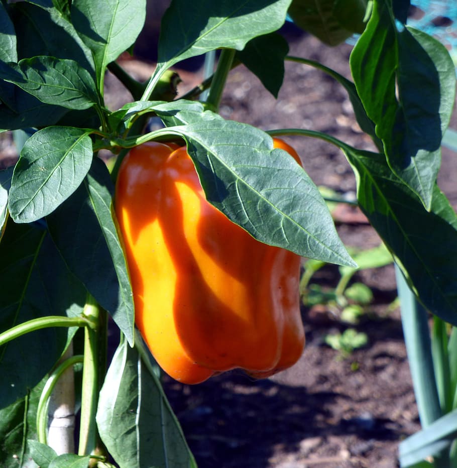 pepper, vegetable, vegetable garden, kitchen, food, eat, colors HD wallpaper