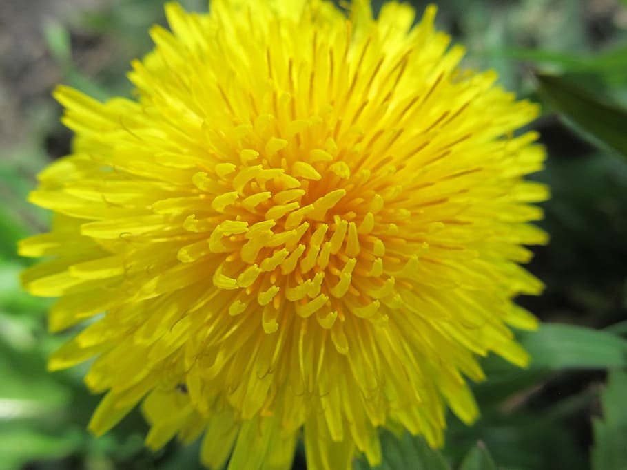 macro, dandelion, flower, vulnerability, fragility, flowering plant HD wallpaper
