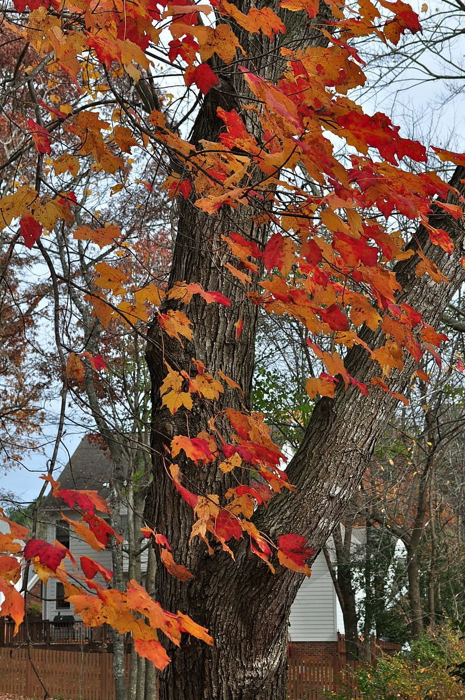 autumn, fall, fall colors, maple, orange, leaves, colorful HD wallpaper