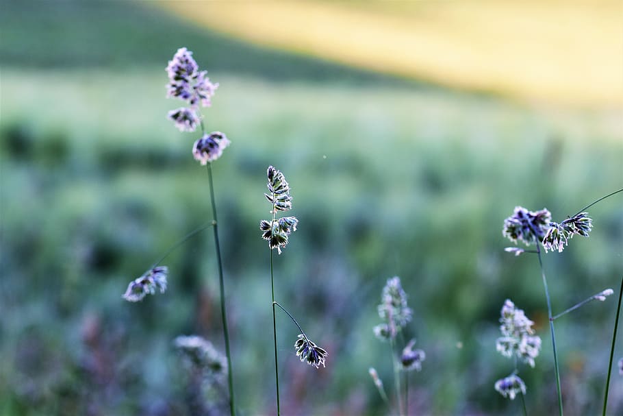 purple petaled flower, grass, meadow, field, green, sunrise, nature, HD wallpaper