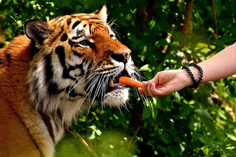 right person hand feeding carrots on tiger, predator, cat, big cat HD wallpaper