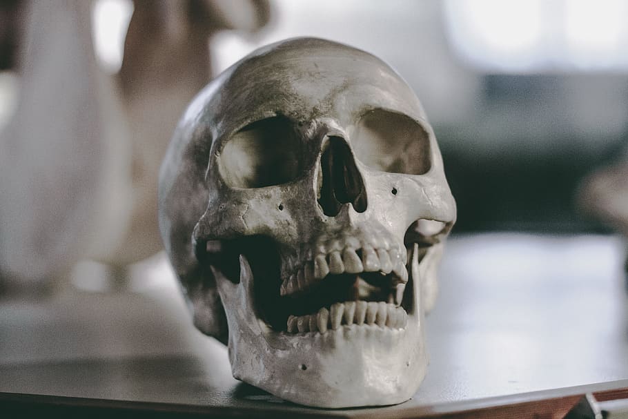 gray skull on brown table, bone, skeleton, grey, teeth, wooden HD wallpaper