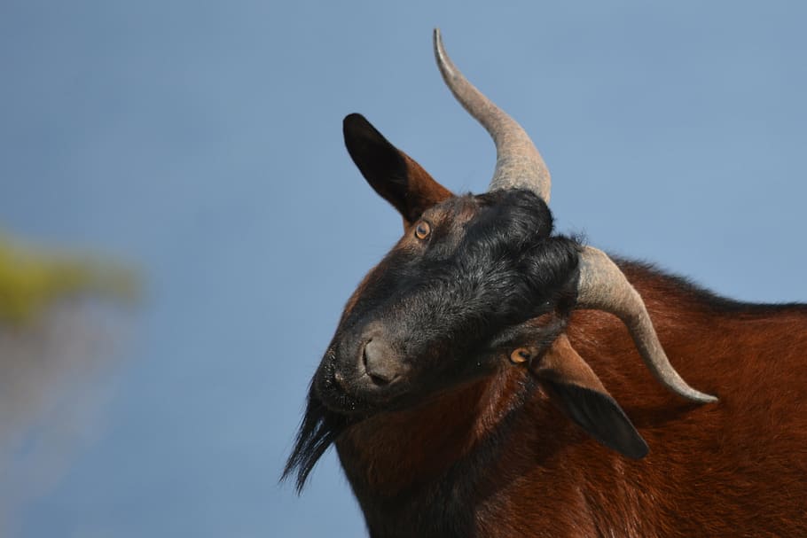 goat, bock, wild, spain, escorca, happy face, animal, funny animal HD wallpaper