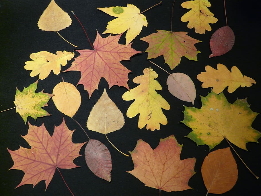 brown and green maple leaves decor, Fall, Pressed, Tinker, fall leaves HD wallpaper