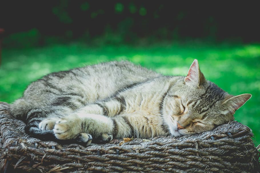 tabby cat sleeping on brown rattan at daytime, cat sleeping on rope, HD wallpaper