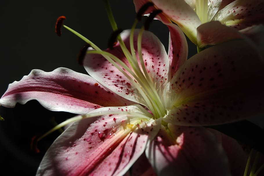 Flower, Sunlight, Shadow Play, Close, pink, flowers, beautiful HD wallpaper