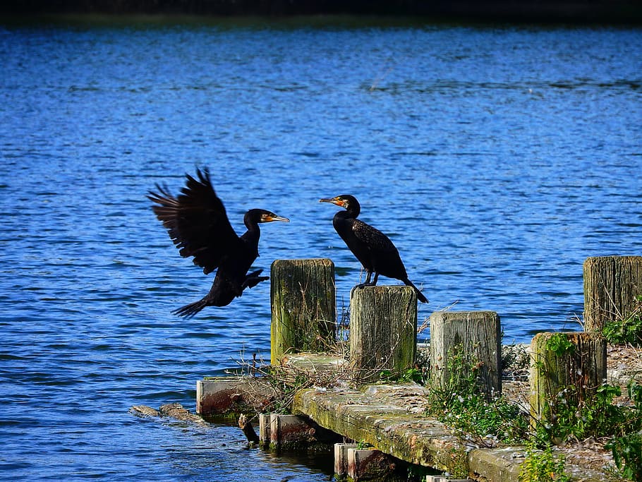 cormorant, ansitz, approach, ümminger lake, bochum, two, bird, HD wallpaper