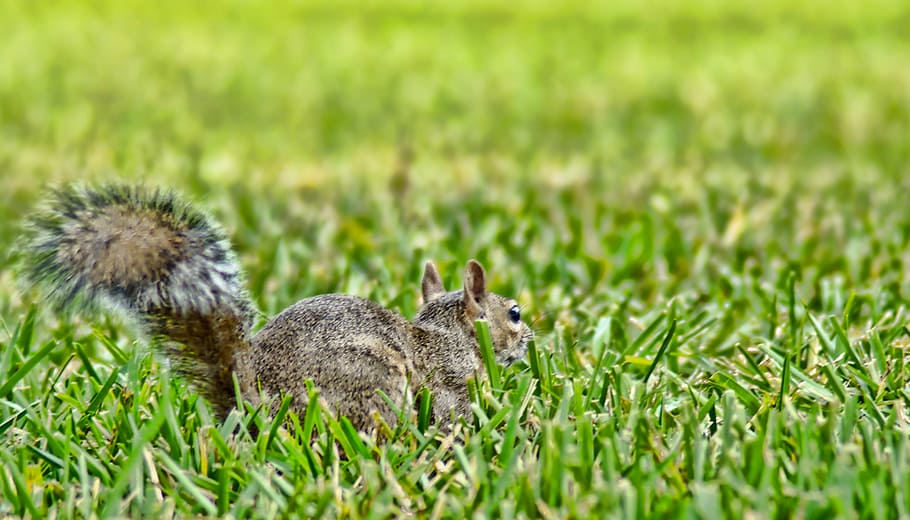 squirrel, animal, sciuridae, rodent, florida, uptown, outdoor HD wallpaper
