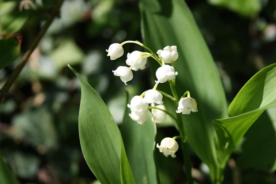 Lily Of The Valley, Flower, Spring, may, close, bell, signs of spring, HD wallpaper