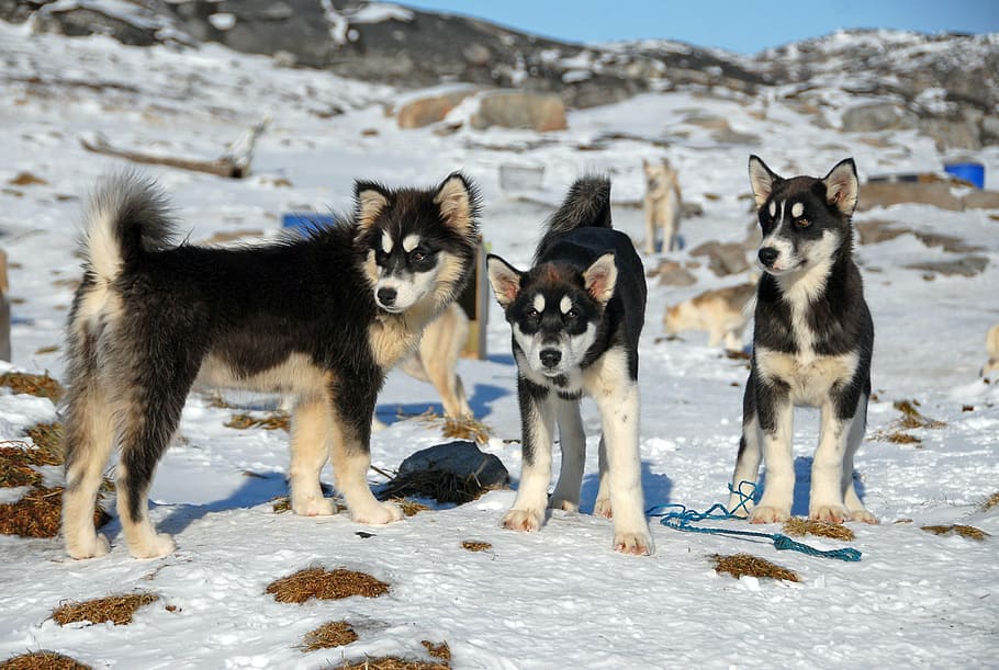 three black-and-white Siberian husky puppies, greenland, greenland dog, HD wallpaper