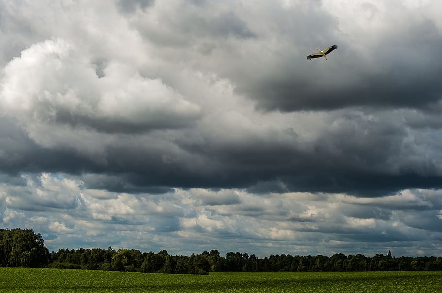 sky, dramatic, clouds, dramatic clouds, landscape, trees, green HD wallpaper