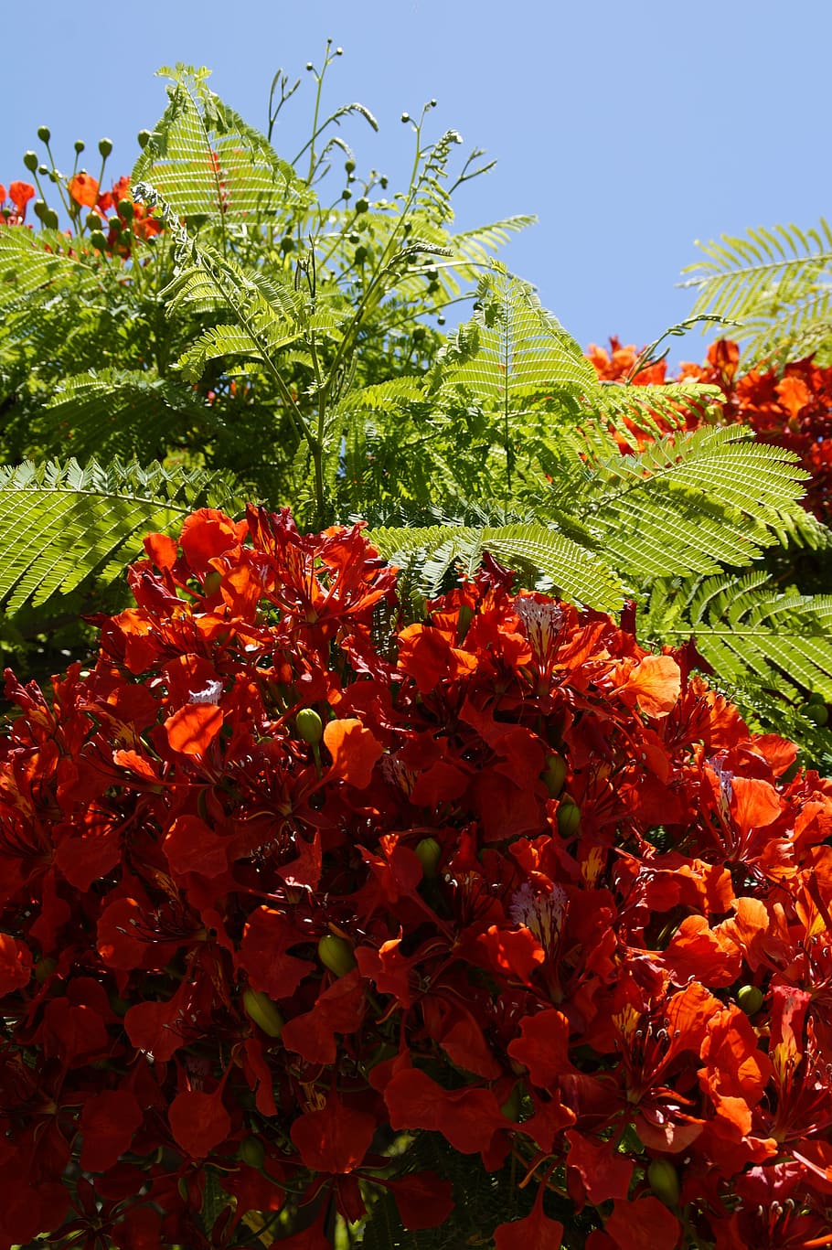 flamboyant, delonix regia, red, flowers, tropics, bright, summer, HD wallpaper
