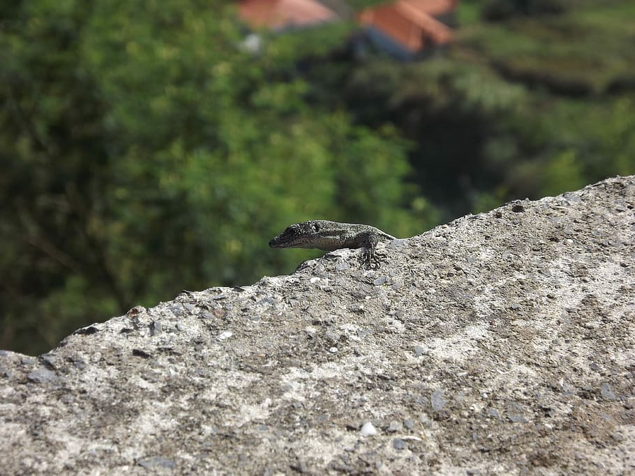 Stone, Lizard, Reptile, one animal, animals in the wild, animal themes HD wallpaper