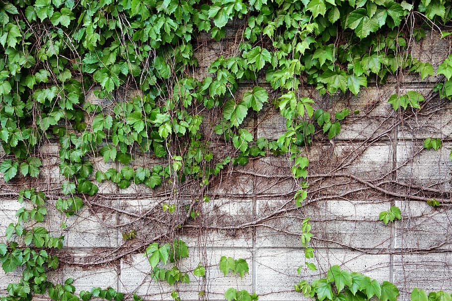 Hd Wallpaper Green Leaf Plants On White And Gray House Ivy Vine The