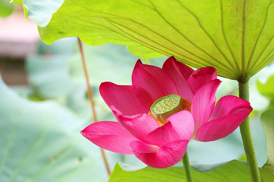 close photography of pink petaled flower, lotus, rain, hongluosi, HD wallpaper