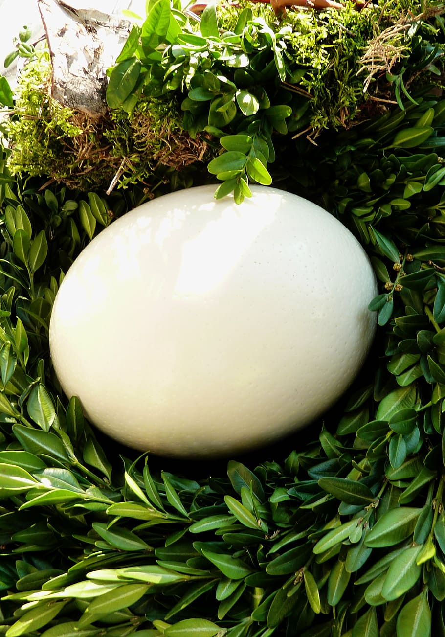 green plants, map, easter egg, easter eggs, easter bunny, osterkarte HD wallpaper