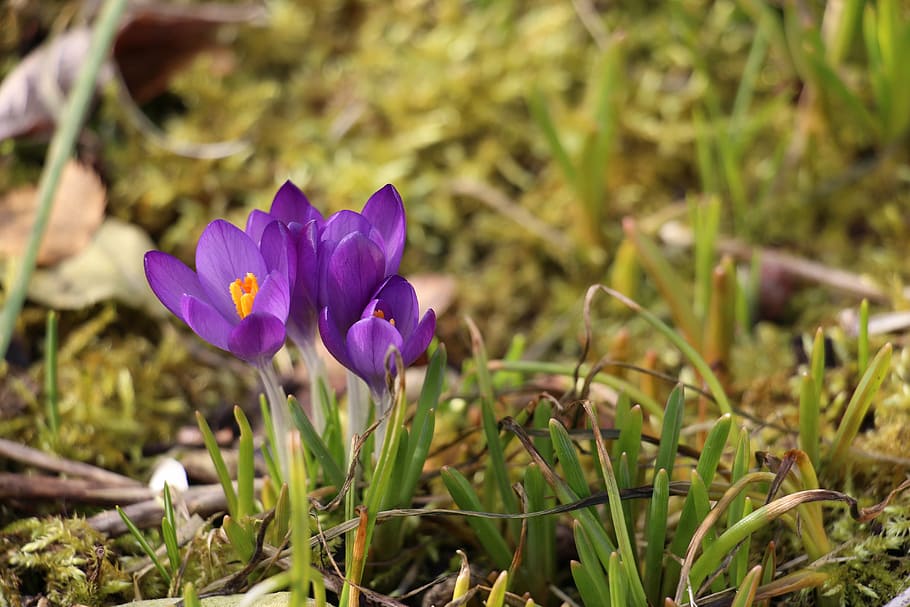 flowers, spring, crocus, nature, flowering plant, beauty in nature HD wallpaper