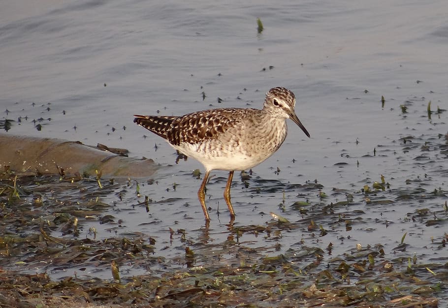 wood sandpiper, bird, shorebird, marsh, lake, tringa glareola, HD wallpaper