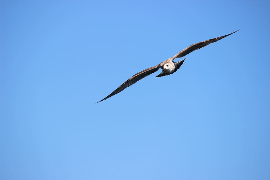 Seagull, Flying, Nature, sky, blue, wing, flight, animal, birds flying HD wallpaper