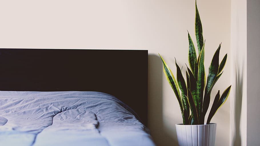 green snake plant beside bed, sheet, sleep, relax, room, house HD wallpaper