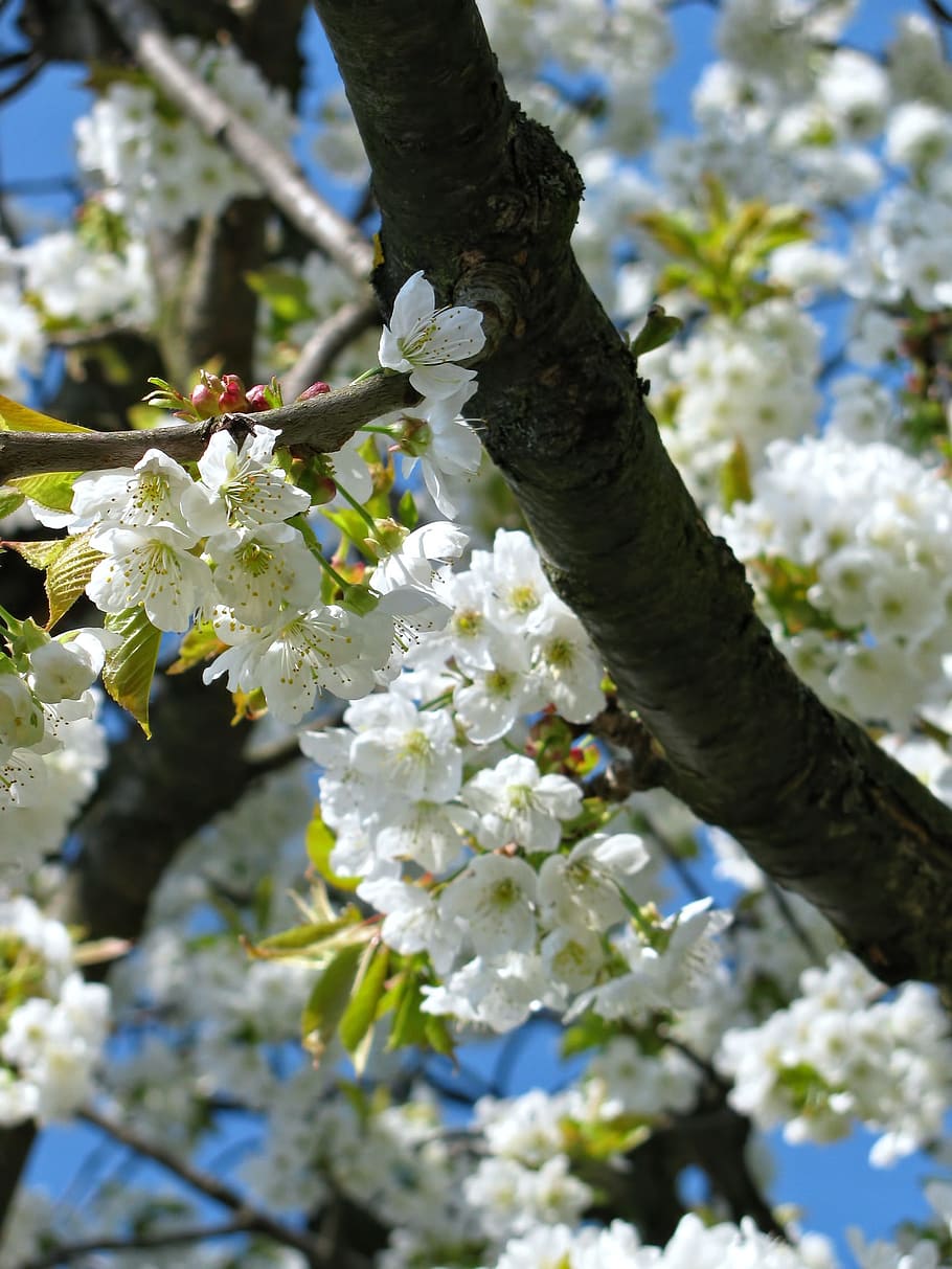 tree, blossom, blossoms, spring, nature, white, plant, flower HD wallpaper