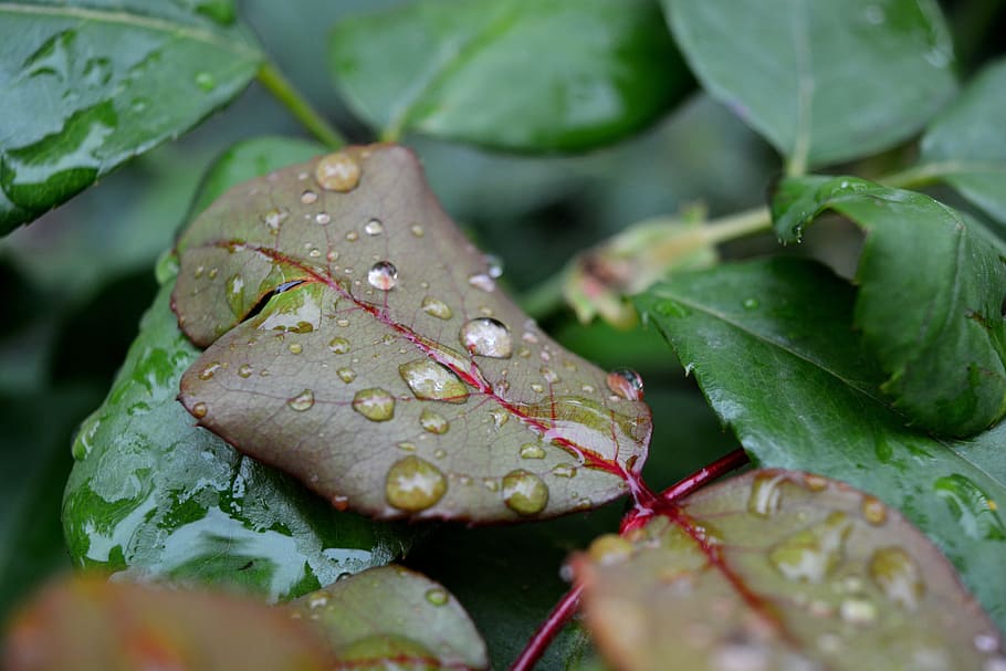 Water, Drop, Flower, Leaf, Nature, rosa, garden, rain, plant HD wallpaper