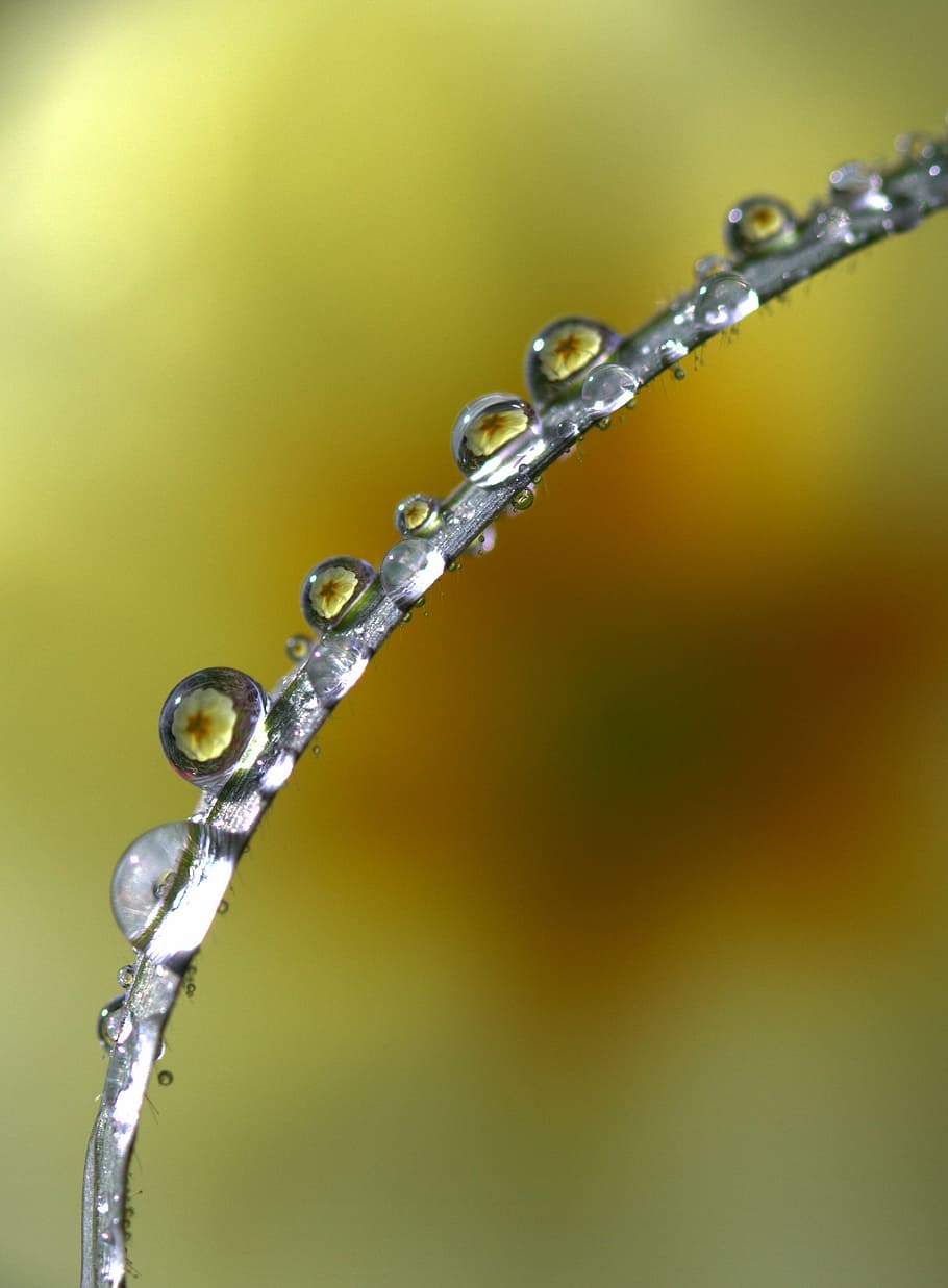 grass, drops, yellow, reflection, macro, rain, plant, green HD wallpaper