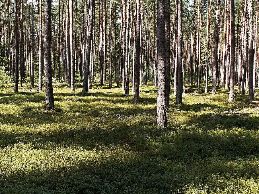 Pine, Forest, Forest, Sun, Shadow, Tribes, young, trees, bilberry HD wallpaper