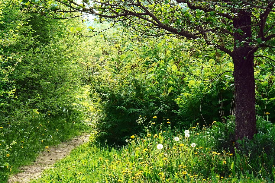 path, sunlight, forest, way, nature, trees, countryside, dandelions HD wallpaper