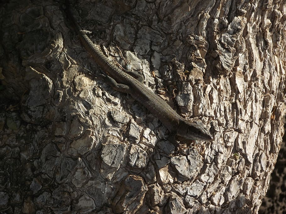 lizard, tree, reptile, wildlife, skink, lanzarote, fauna, animals HD wallpaper