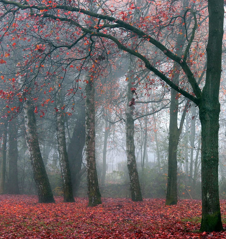 landscape photo of foggy forest and red leaf trees, nature HD wallpaper