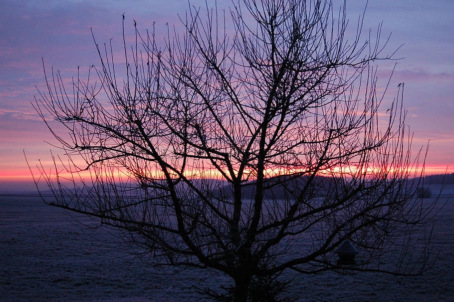 sunrise, winter, tree, morgenstimmung, winter sunrise, landscape HD wallpaper