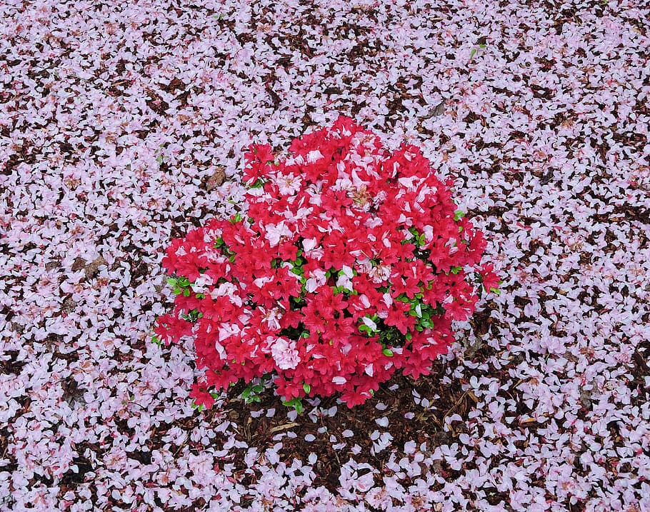 pink, red, azalea, spring, flower, plant, flowering plant, freshness HD wallpaper