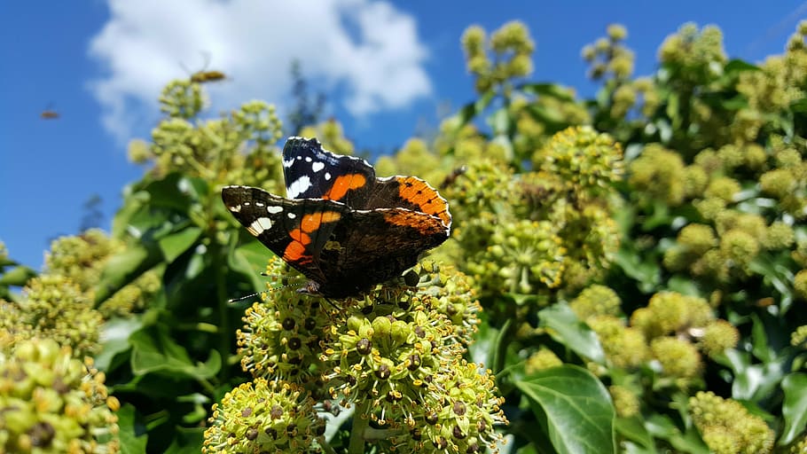 butterfly, clouds, sky, flowering plant, invertebrate, insect HD wallpaper