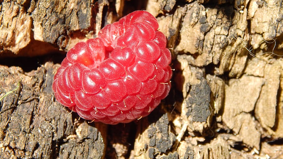 nature, raspberry, stump, red, nearby, design, close-up, food, HD wallpaper