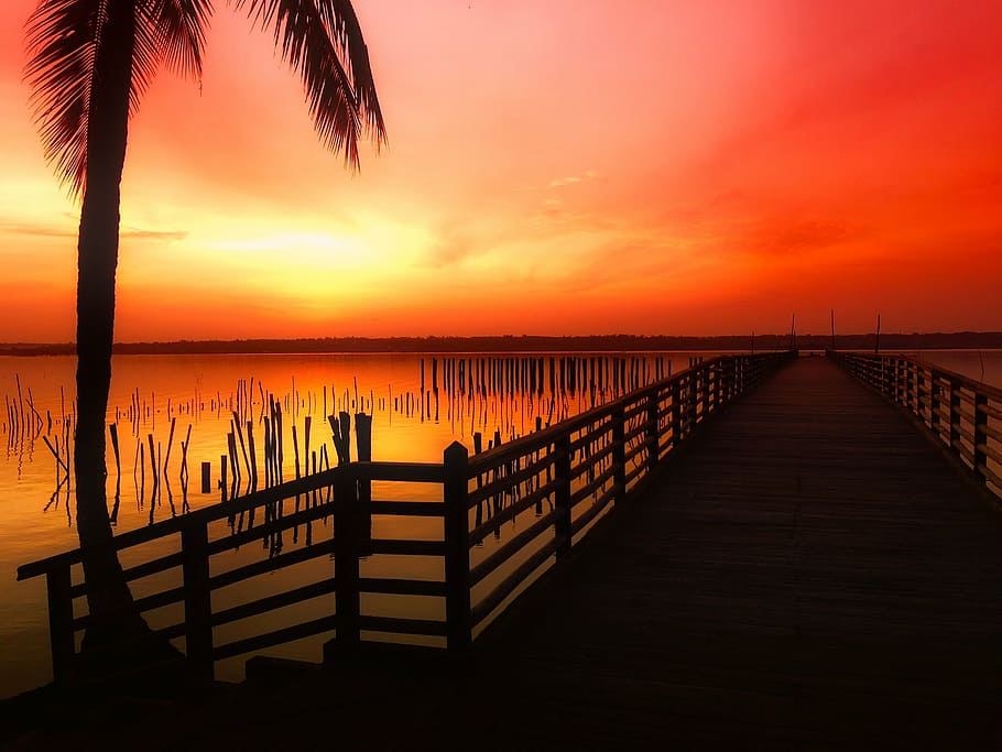 brown wooden jetty on water near coconut tree during golden hour HD wallpaper
