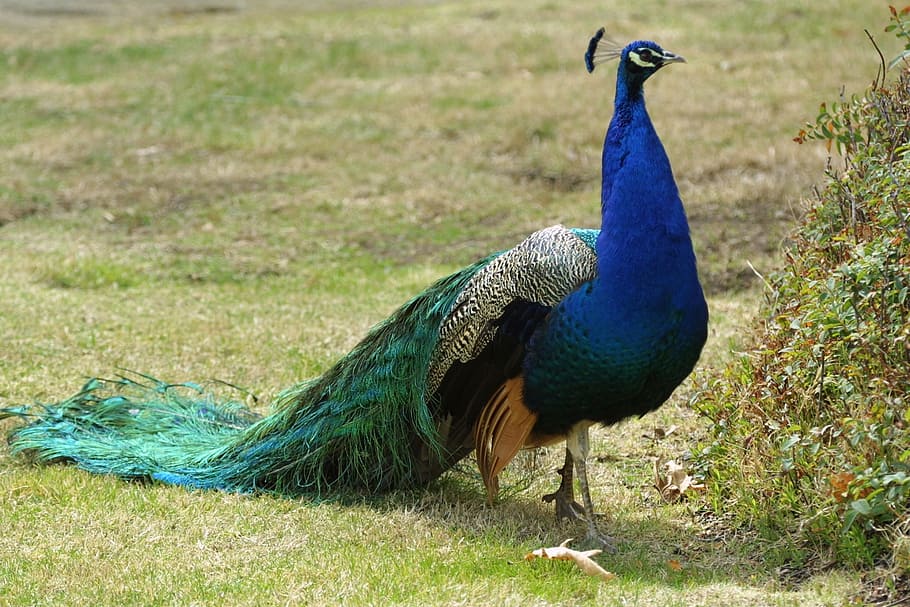 green and blue peacock, plumage, bird, peafowl, walking, fantail, HD wallpaper