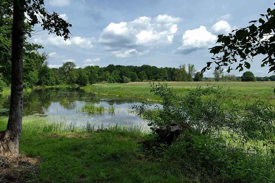 pond, lake, landscape, biotope, plant, tree, water, grass, cloud - sky, HD wallpaper