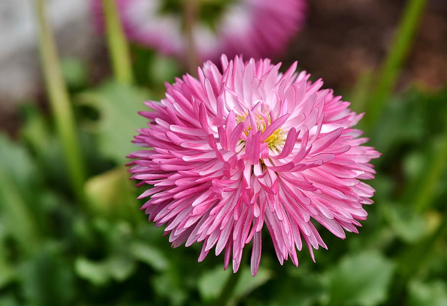 pink petaled flower, aster, china aster, blossom, bloom, garden, HD wallpaper