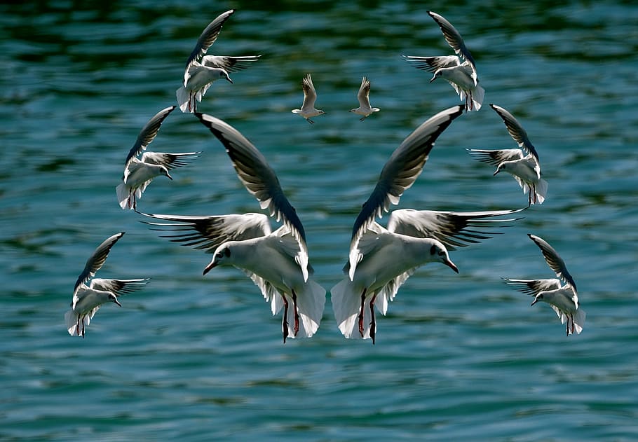 flock of seagulls flying above large body of water, bird, prom gulls beach island of oleron, HD wallpaper