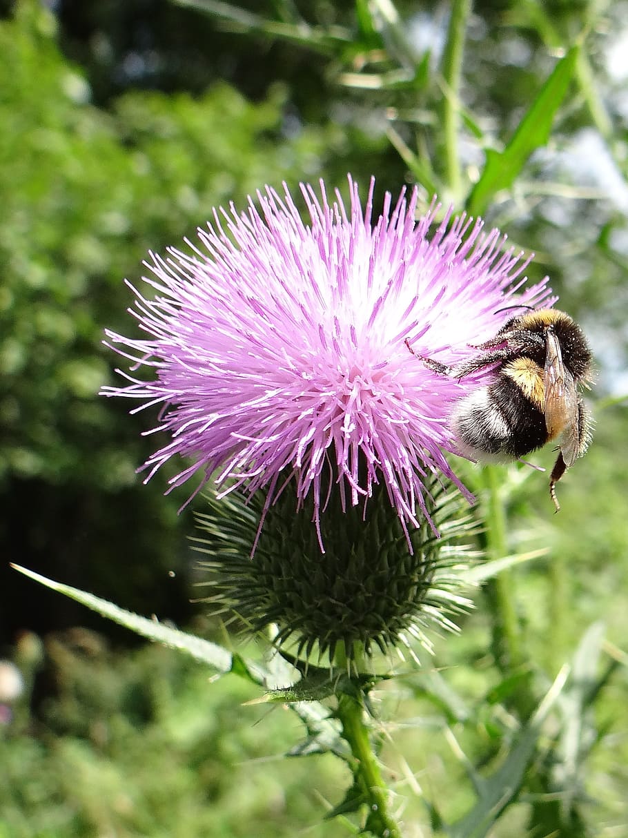 thistle, insect, flower, bush, flora, fauna, blooms, summer HD wallpaper
